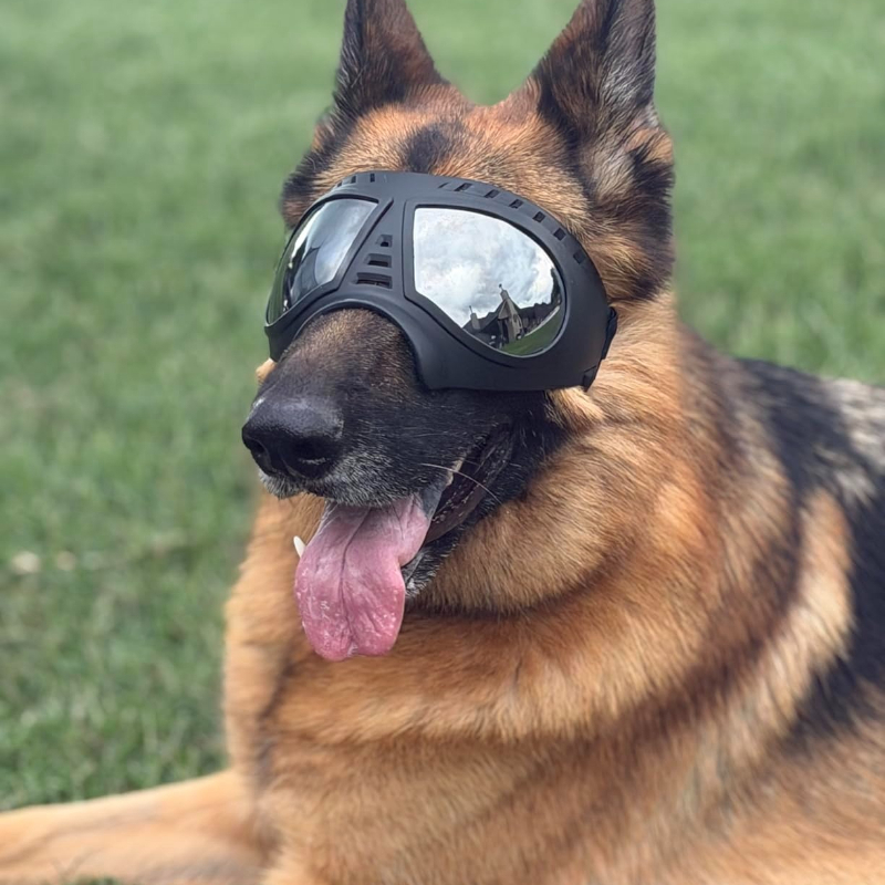 Pet Glasses for Medium Large-s - Sunglass Retainer Cord ulasan dan harga
